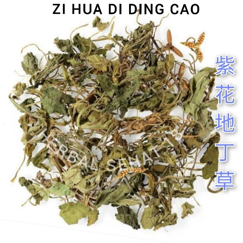 Jual 600 gram - Zi Hua Di Ding Cao Tokyo Violet Herba Violae | Shopee ...