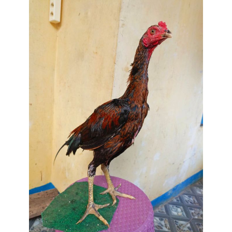 Jual Ayam bangkok birma jantan trah juara materi ternak ayam petarung ...