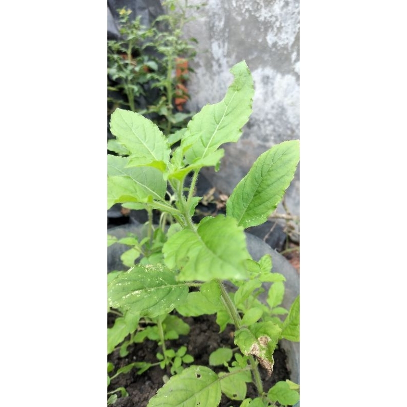 Jual Bibit Batang Ruku Ruku/Daun ruku ruku/Rempah ruku ruku | Shopee ...