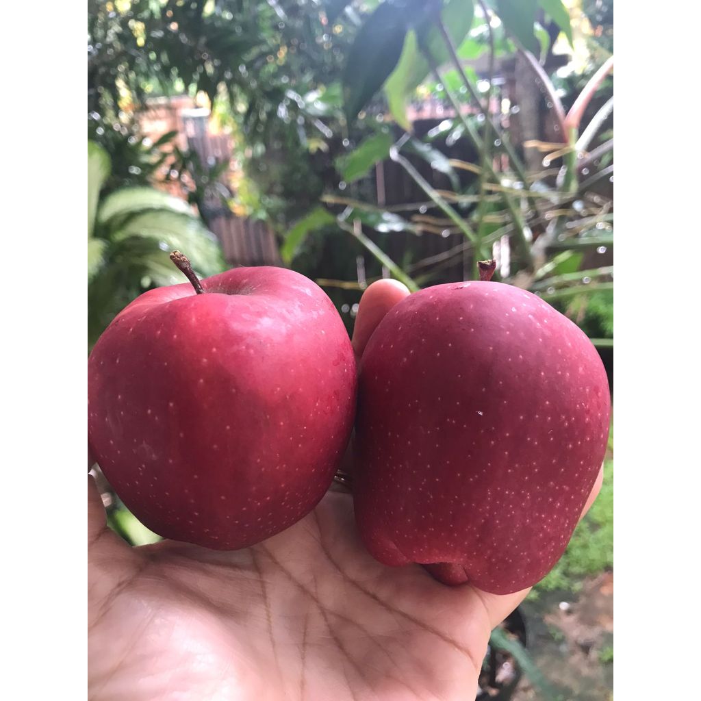 Jual Apel Fuji Premium Buah Import Segar Pilihan Shopee Indonesia