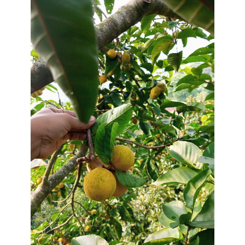 Jual BUAH KECAPI DAUN MANIS SEGAR BUAH LANGKA 1KG fresh langsung petik ...
