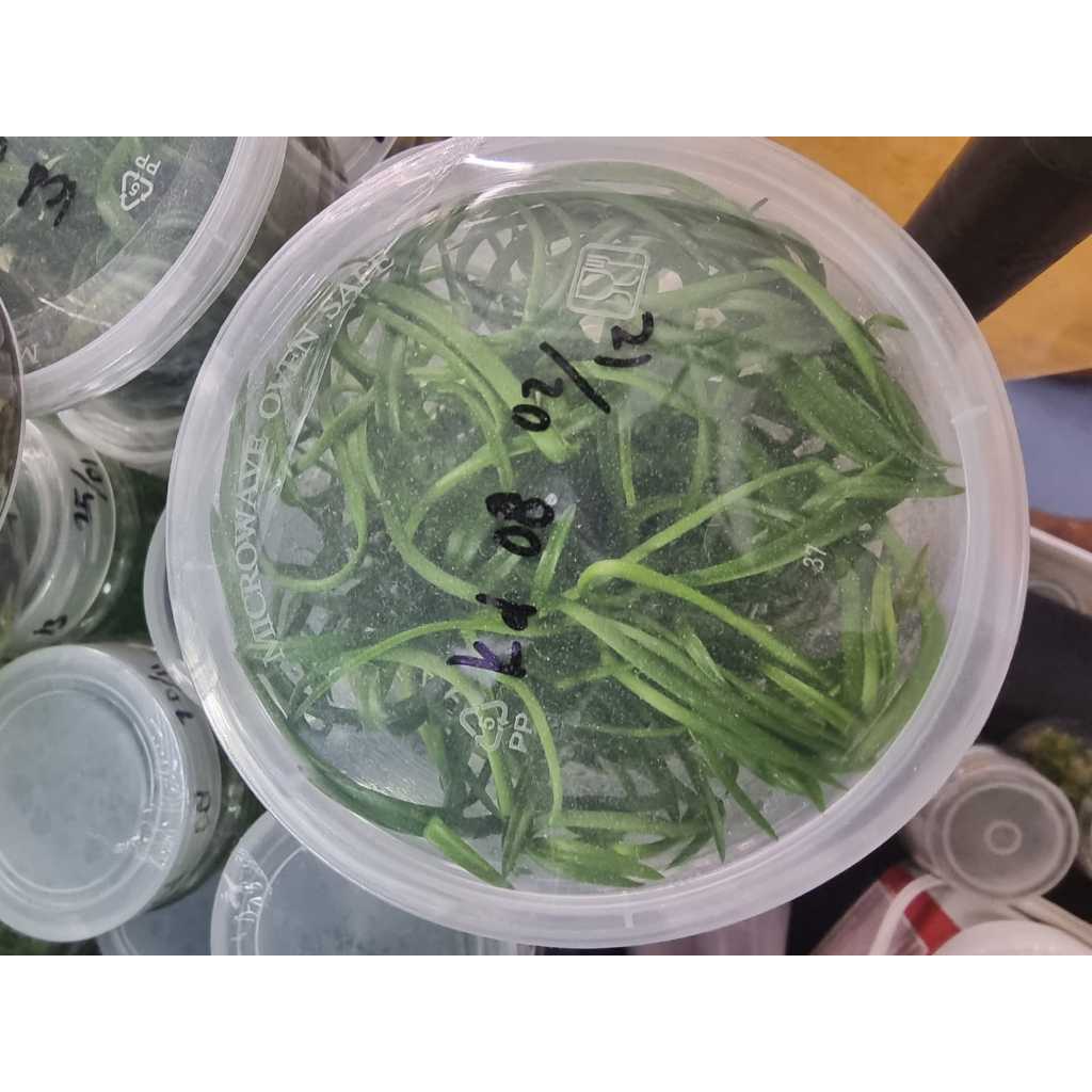 Jual Botolan Anggrek Dendrobium Hybrid | Shopee Indonesia