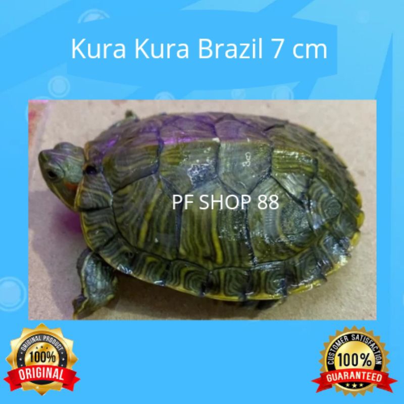 Jual Kura Kura Brazil besar ukuran 7 - 8 cm | Shopee Indonesia