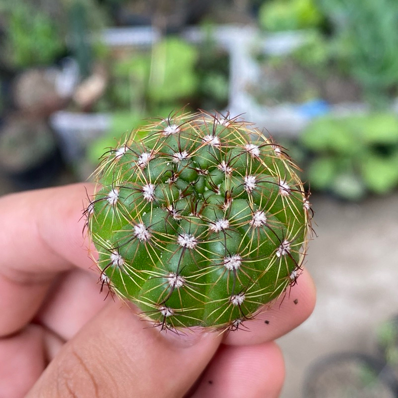Jual Kaktus Ownroot Notocactus Parodia Ottonis | Shopee Indonesia