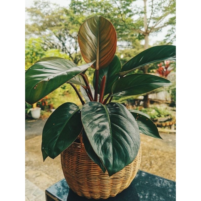 TANAMAN HIAS PHILODENDRON RED CONGO - TANAMAN HIAS INDOOR