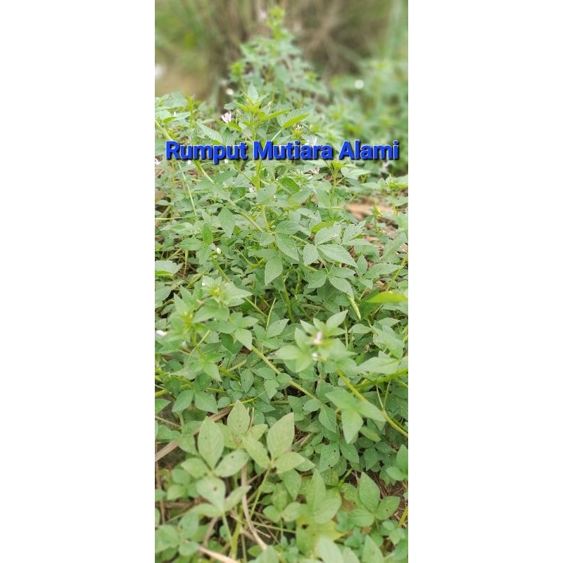 Jual Rumput Mutiara Alami | Medan | 100gr | Shopee Indonesia