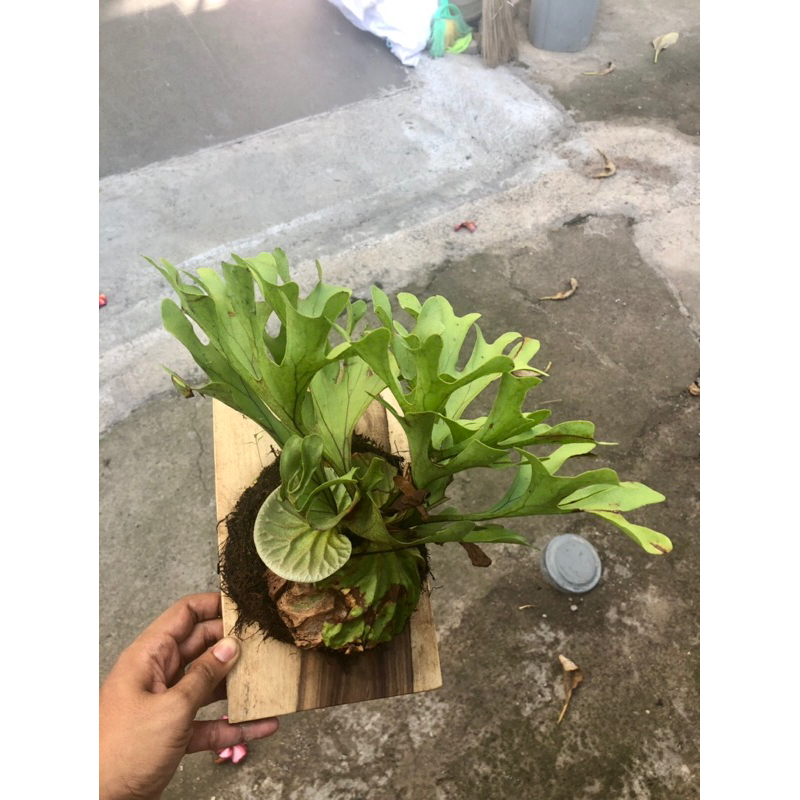 Jual PLATYCERIUM RIDLEYI RAWATAN PAPAN 15x20 | SIMBAR | TANDUK RUSA ...