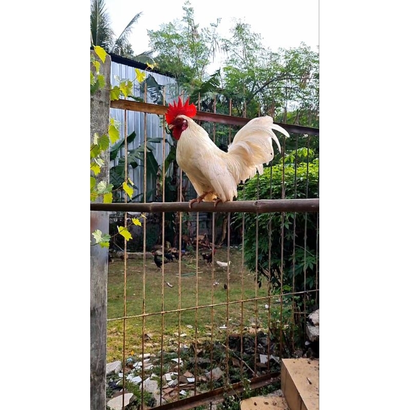 Jual ayam kate jago dan indukan warna putih(hanya jantan dan harga per