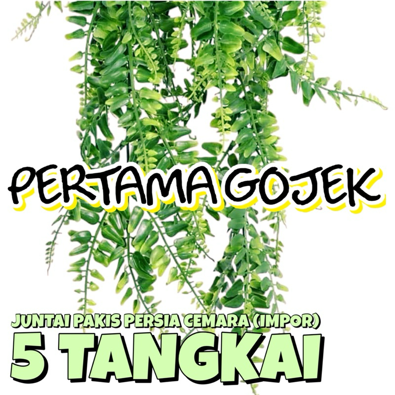 Jual PAKET LENGKAP JUNTAI PAKIS CEMARA IMPOR X5/ JUNTAI PAKIS PERSIA ...