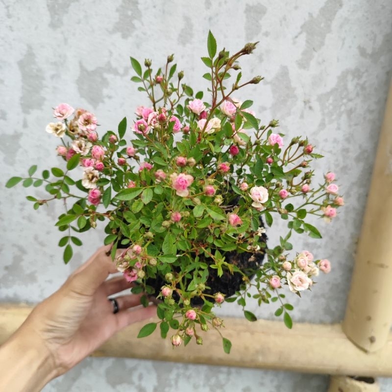 Jual babyrose minion mawar mini pink bunga bebi ros tanaman hias ...