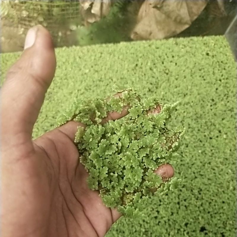Jual Azolla 250G microphylla azola | Shopee Indonesia