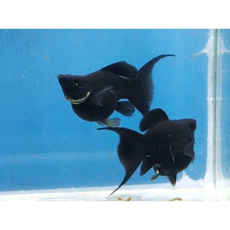 Jual IKAN HIAS BLACK MOLLY BALLON LYRETAIL | Shopee Indonesia