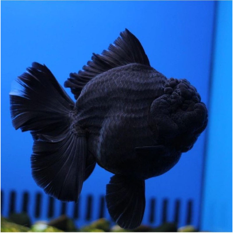 Jual ikan mas koki oranda full black super Quality PROMO!! size (L ...