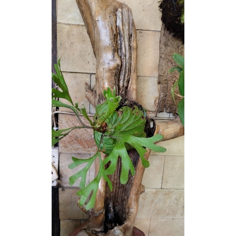 Jual Platycerium Ridleyi Simbar Menjangan Unik ukuran sedang | Shopee ...