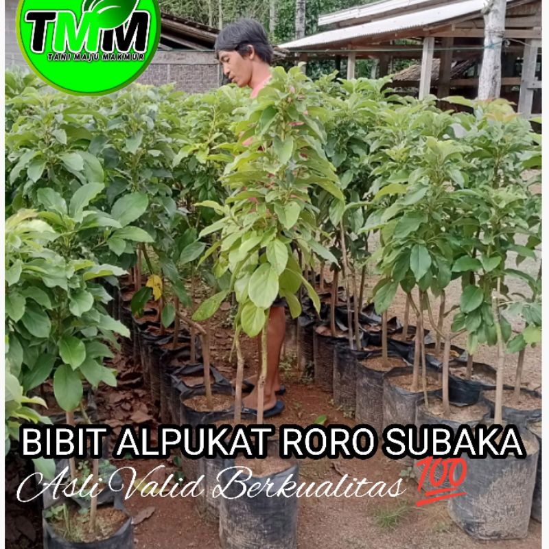 Jual BIBIT ALPUKAT RORO SUBAKA TINGGI 70-80cm ASLI VALID | Shopee Indonesia