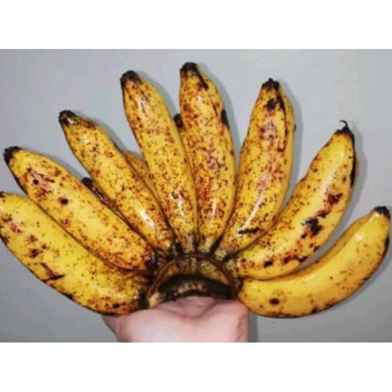 Jual Pisang Raja Cere | Pisang Raja | Pisang raja sereh Bandung 1 kg ...