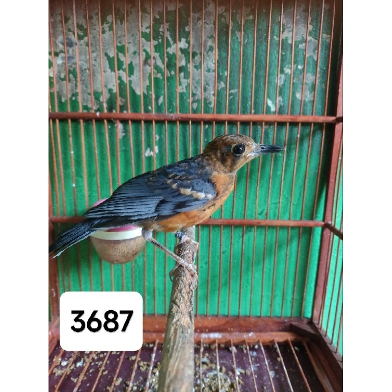 Jual Burung Anis merah trotol jantan Shopee Indonesia
