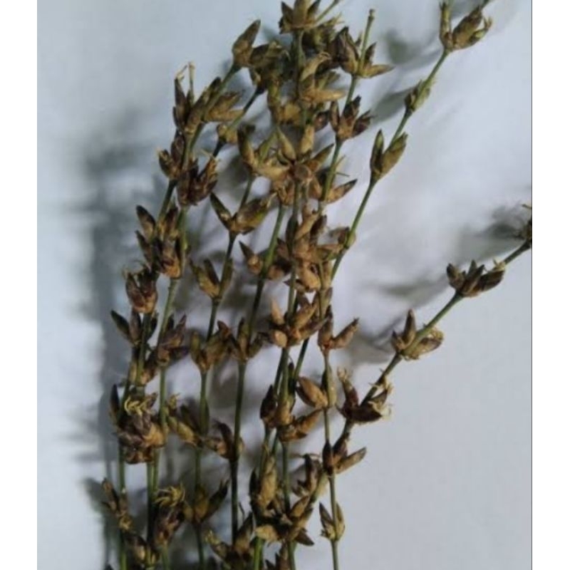 Jual Bunga bambu atau kembang pring isi 15 batang perikat | Shopee ...