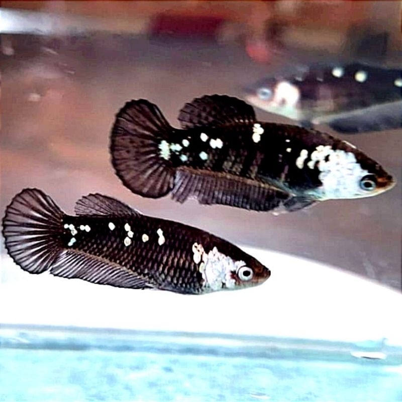 Jual Plakat Black Mamba Pajangan Kamar Wanita | Shopee Indonesia