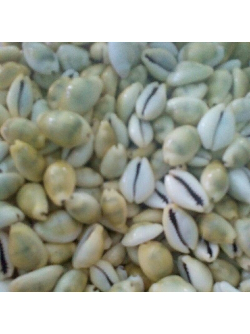 Jual Cangkang kerang buli kopi kuning utuh super all size 1 kg | Shopee ...