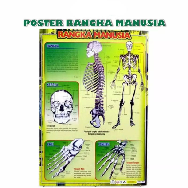 Jual peraga poster Rangka manusia ukuran 35 x 50 cm | Shopee Indonesia