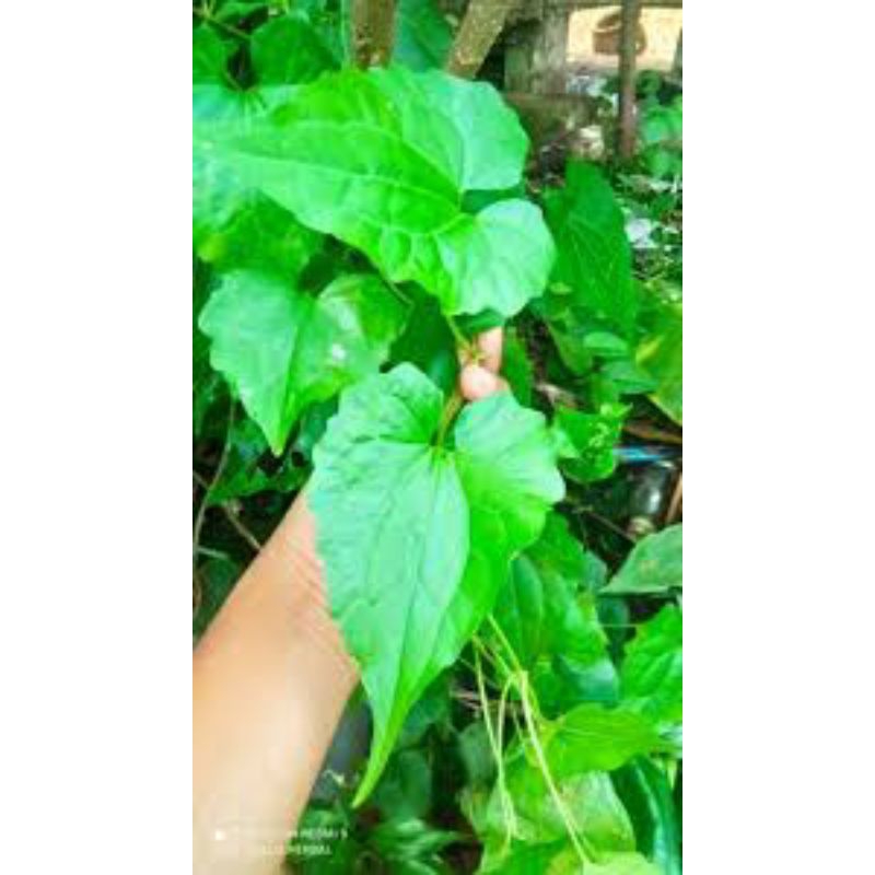 Jual daun sembung rambat/Mikania micrantha,500g | Shopee Indonesia
