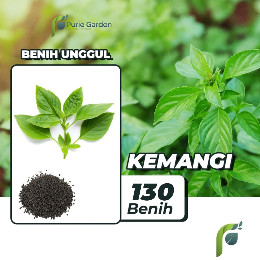 Jual Benih Bibit Kemangi 130 Benih PG KDR | Shopee Indonesia