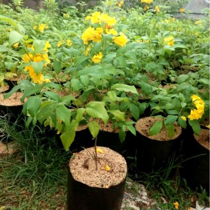 Tanaman Hias Bunga Teko Mas Tinggi Rimbun