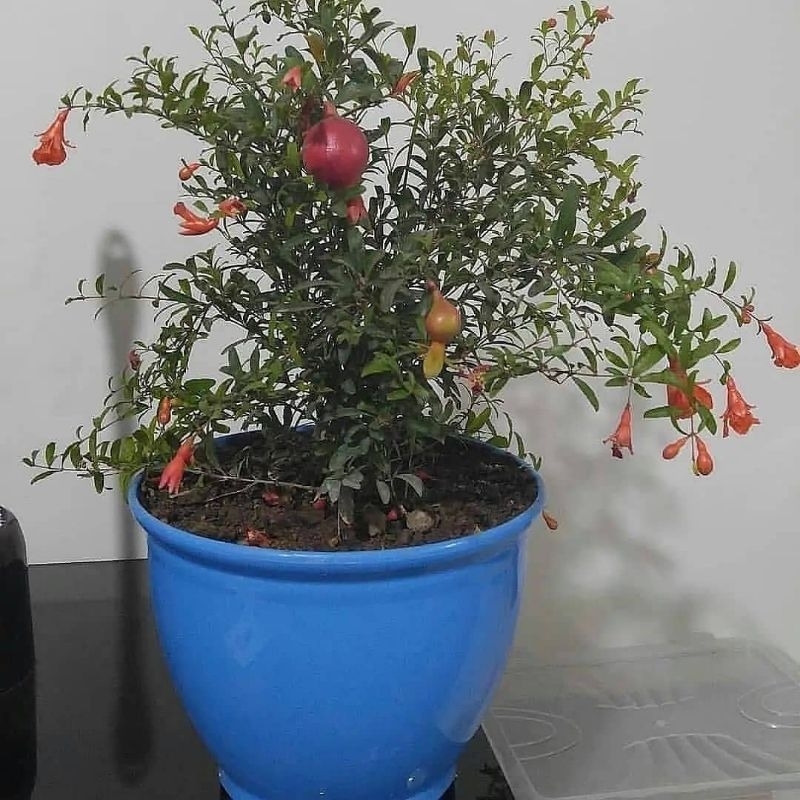 Bibit Delima Merah Import Kondisi Berbuah / Berbunga Original