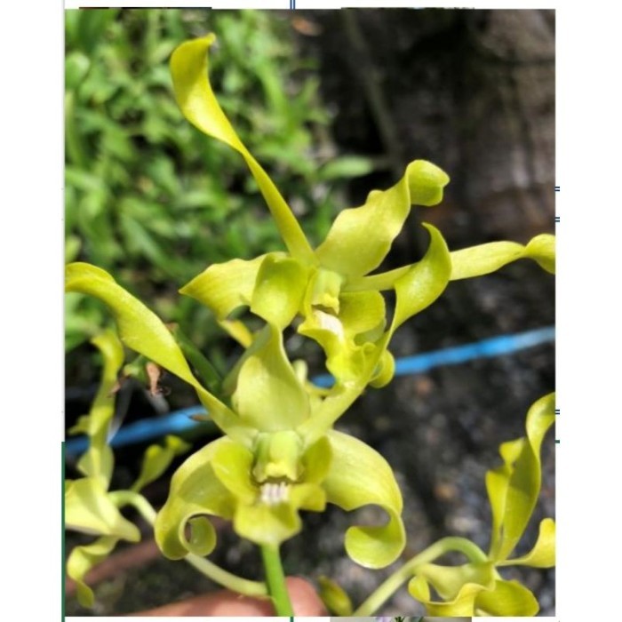 Jual Anggrek Dendrobium Caesar Green | Shopee Indonesia