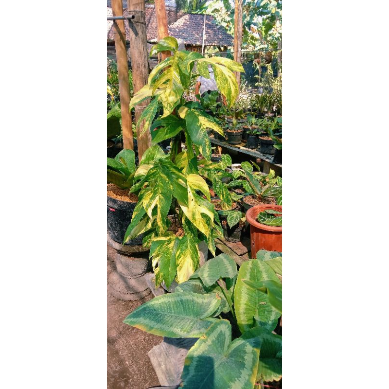 Jual co link 2kg | Shopee Indonesia
