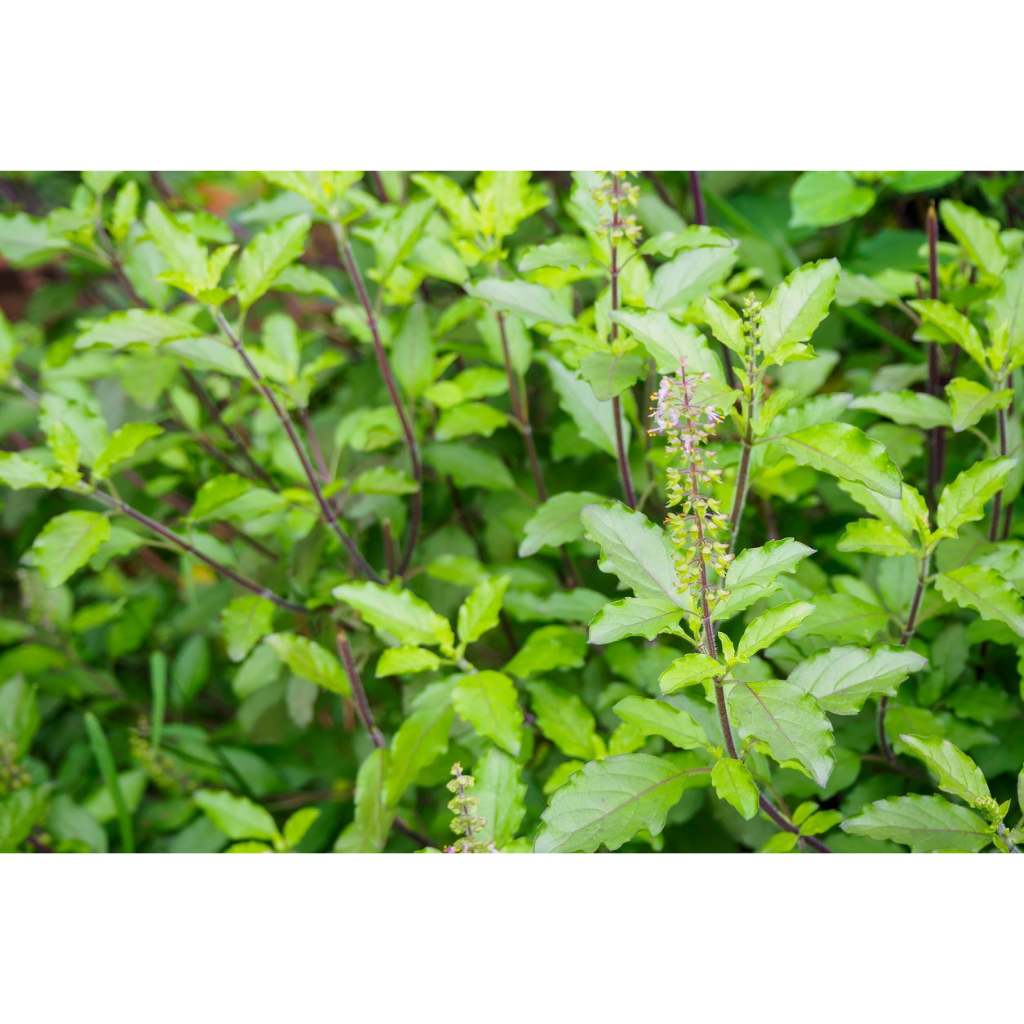 Jual Benih Bibit Biji - Holy Basil Daun Ruku Ruku Kapoor Tulsi Basil ...