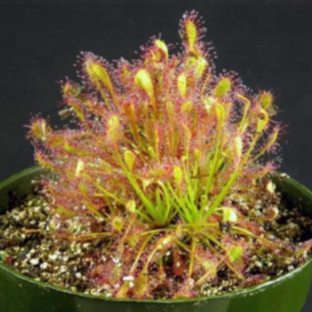 Jual Paket Benih Tanaman Drosera Intemedia Sessil burmanii Capilaris ...