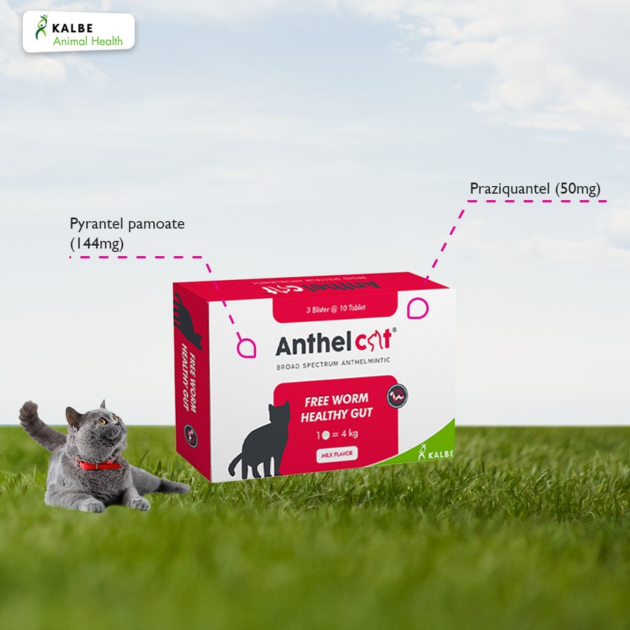 Jual Anthel Cat 1 Tablet - Obat Cacing Kucing by Kalbe [ORIGINAL ...
