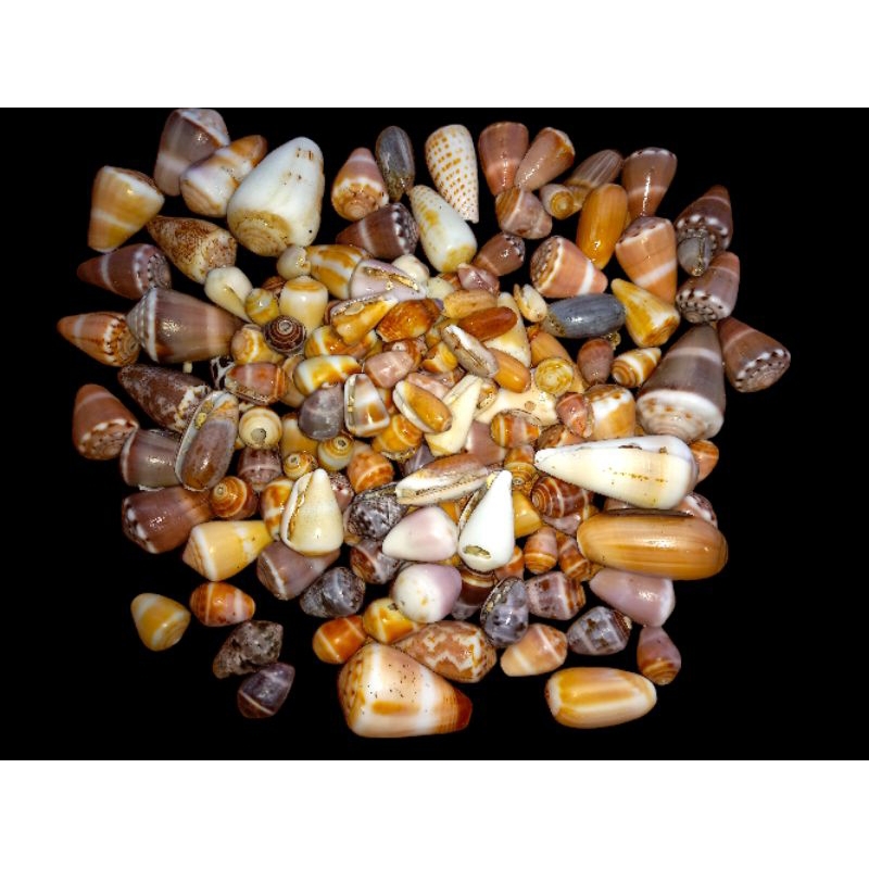Jual (Kerang Hias) Cangkang siput laut shell (Conus) 100 gr | Shopee ...