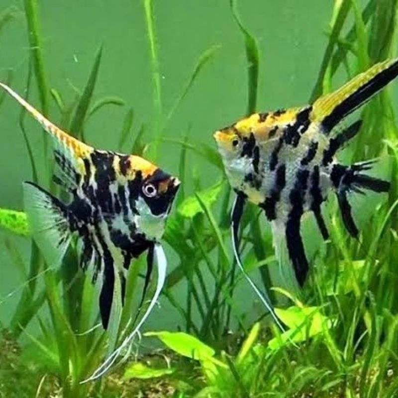 Jual HIASAN AQUARIUM - PAKETAN IKAN HIAS MANFISH TRICOLOR DAN PLATINUM ...