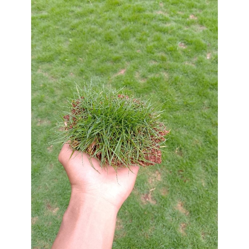 Jual BIBIT RUMPUT SWISS ASLI 100% SEHAT DAN HIJAU rumput taman, rumput ...