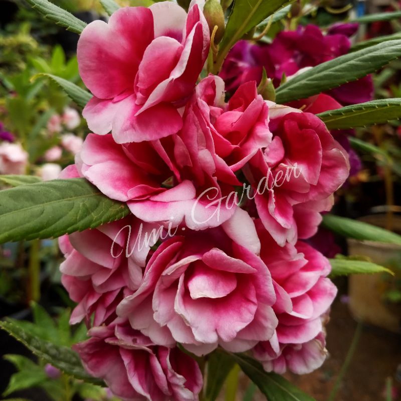 Jual 50 Biji Benih Bunga Pacar Air Magenta Gradasi Pink Tumpuk ...