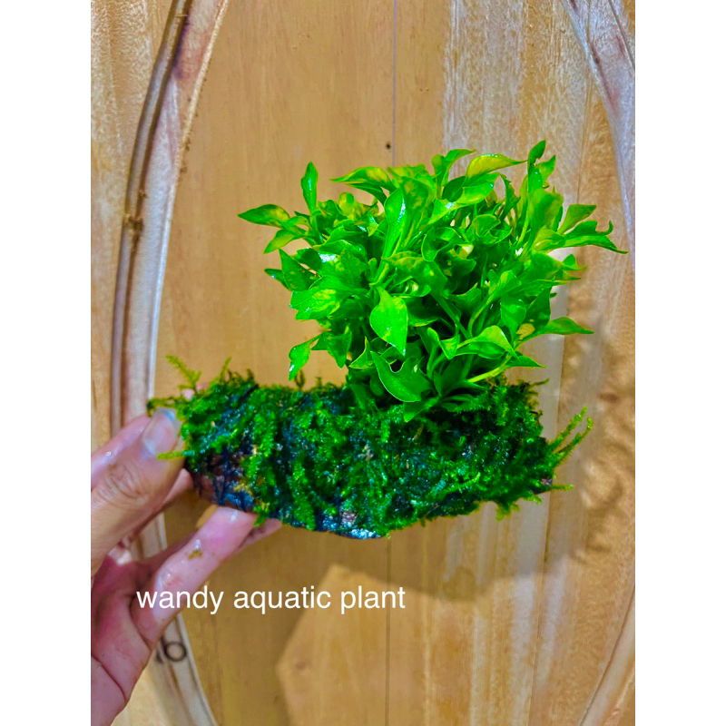 Jual kayu rentek full tanaman aquascape | Shopee Indonesia