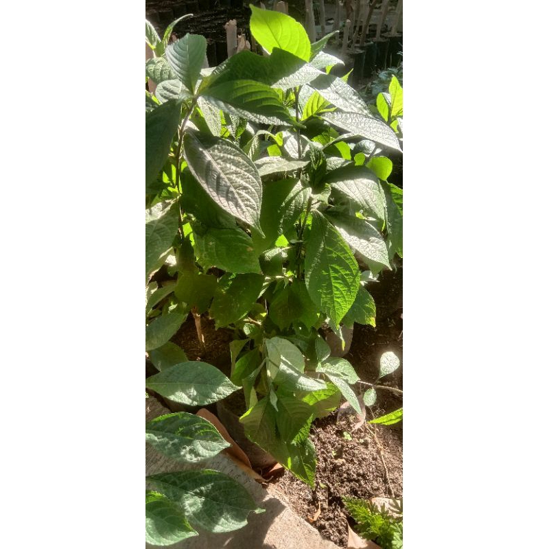 Jual tanaman keji beling dan kumis kucing | Shopee Indonesia