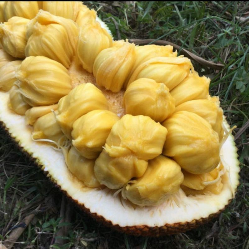 Jual indukan nangka cempedak (batang besar) | Shopee Indonesia