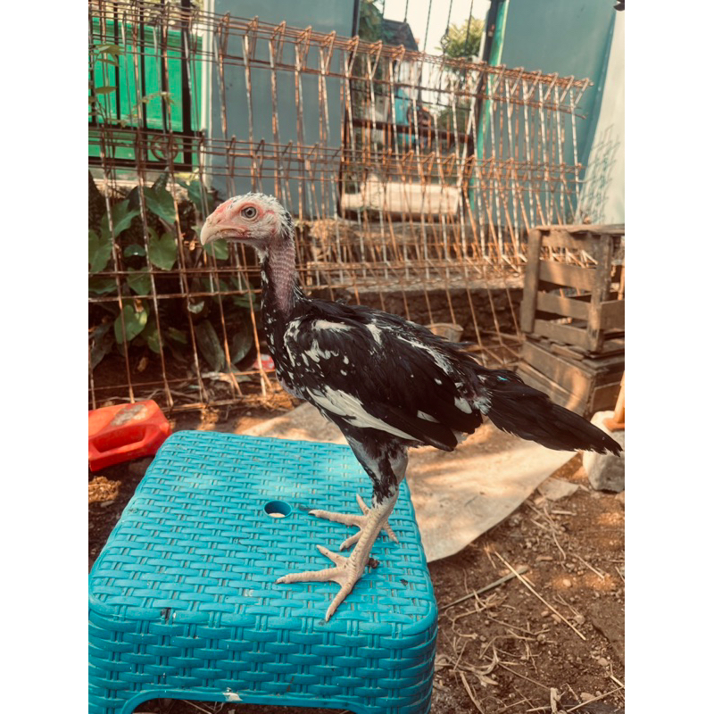 Jual ayam bangkok klasik dan pakoy | Shopee Indonesia