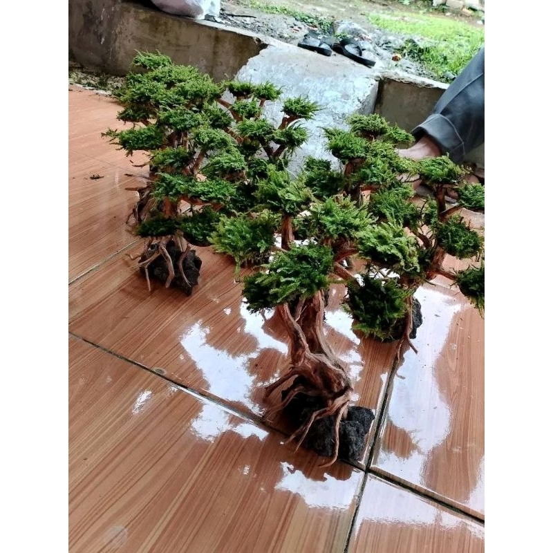 Jual Bonsai kayu Rasamala hiasan aquarium | Shopee Indonesia