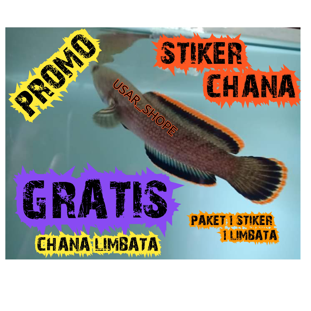 Jual CHANA LIMBATA GRATIS stiker chana | Shopee Indonesia