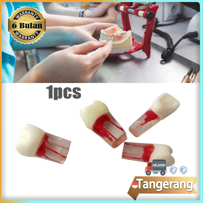 Jual Model Gigi Endo Endodontic / Gigi Endodontik Dengan Saluran Akar