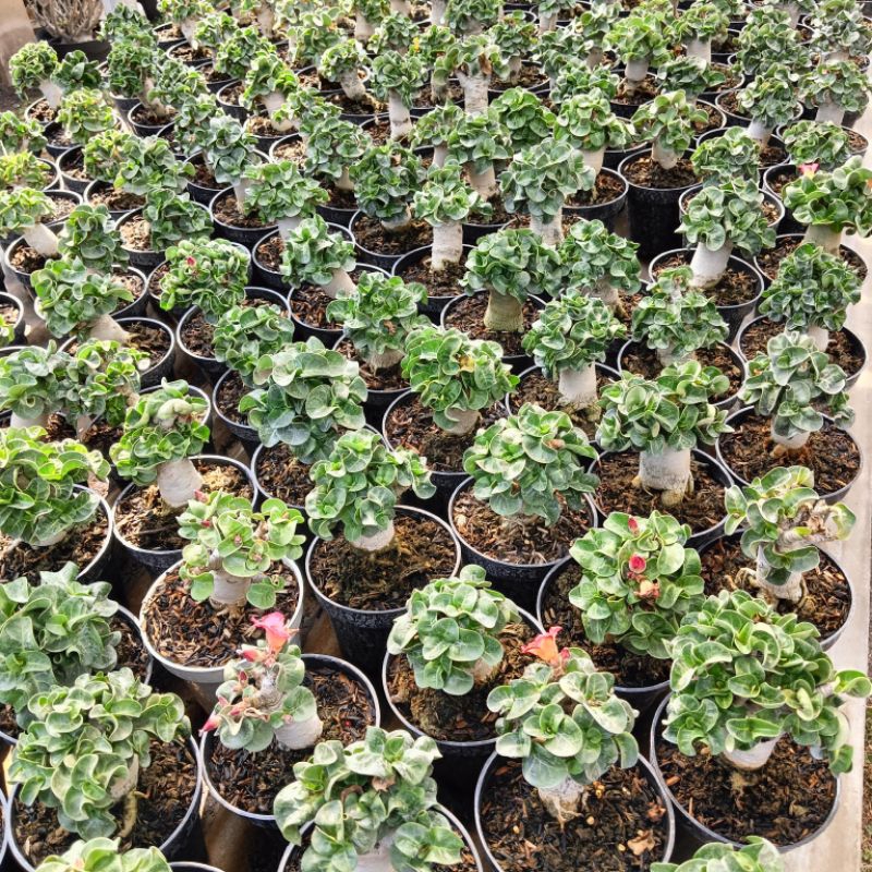 Jual Adenium Dha. LOTUS FLOWER ( varian arabikum ) | Shopee Indonesia