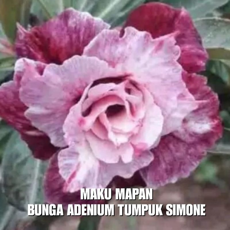 Jual Bunga Adenium Tumpuk Simone Shopee Indonesia