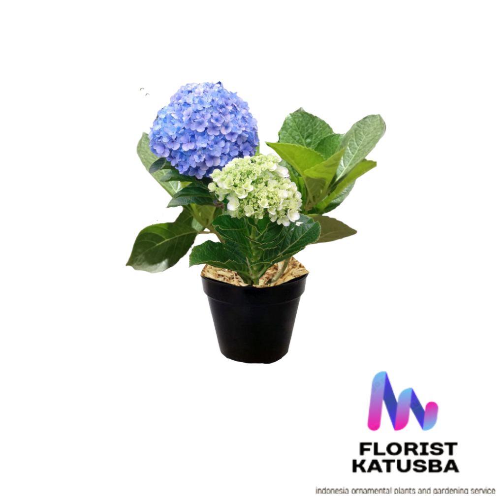 Jual tanaman hias bunga hydrangea hortensia biru panca warna | Shopee