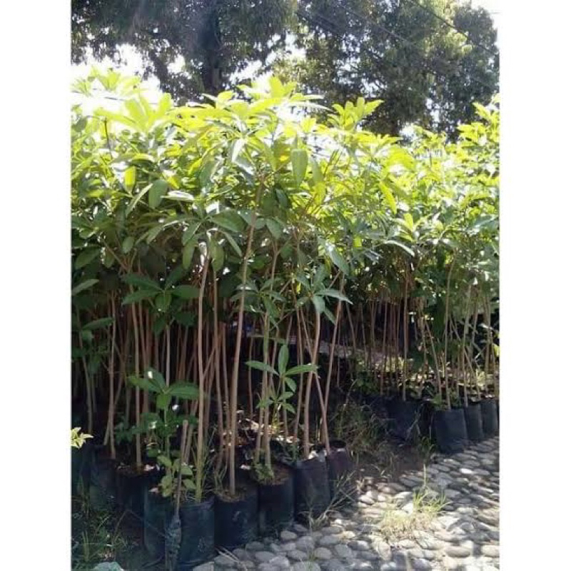 Jual Pohon Pule Bahan Bonsai atau Teduh/ Rindang depan rumah | Shopee ...
