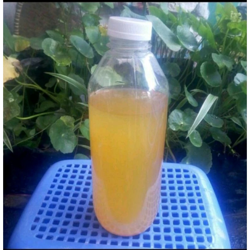 Jual pupuk poc kulit pisang kepok kemasan botol 1000 ml | Shopee Indonesia